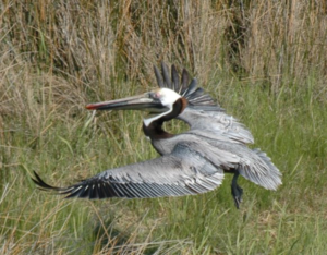 A large gray pelican flies over the green and beige grasses of the Chesapeake Bay.