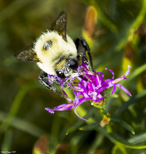 Bumblebee Pollinator