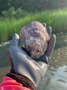 Chesapeake Bay waterman holding an oyster