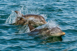 Dolphins playing in water