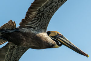 Seagull flying over Chesapeake Bay