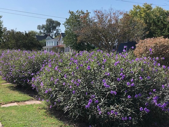 Perennials outside of Bay Haven Inn of Cape Charles