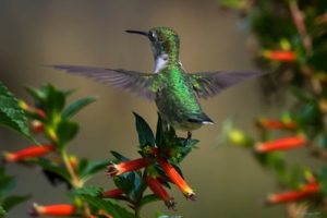 Hummingbird in Flight