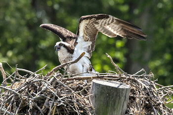 Osprey nest at Kiptopeke State Park