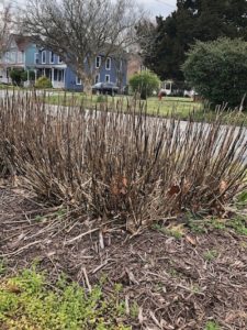 Overwintered flowers in the early spring