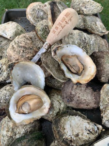 Oysters on the half shell