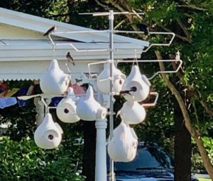 Purple Martin Gourd Houses