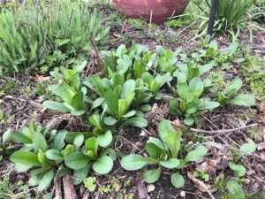 Spring perennials popping up out of the ground