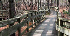 The Boardwalk at Cape Charles Natural Area Preserve