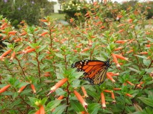 Monarch feeding on Vermillionaire flower