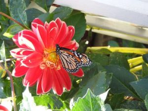 Monarch feeding on zinnia