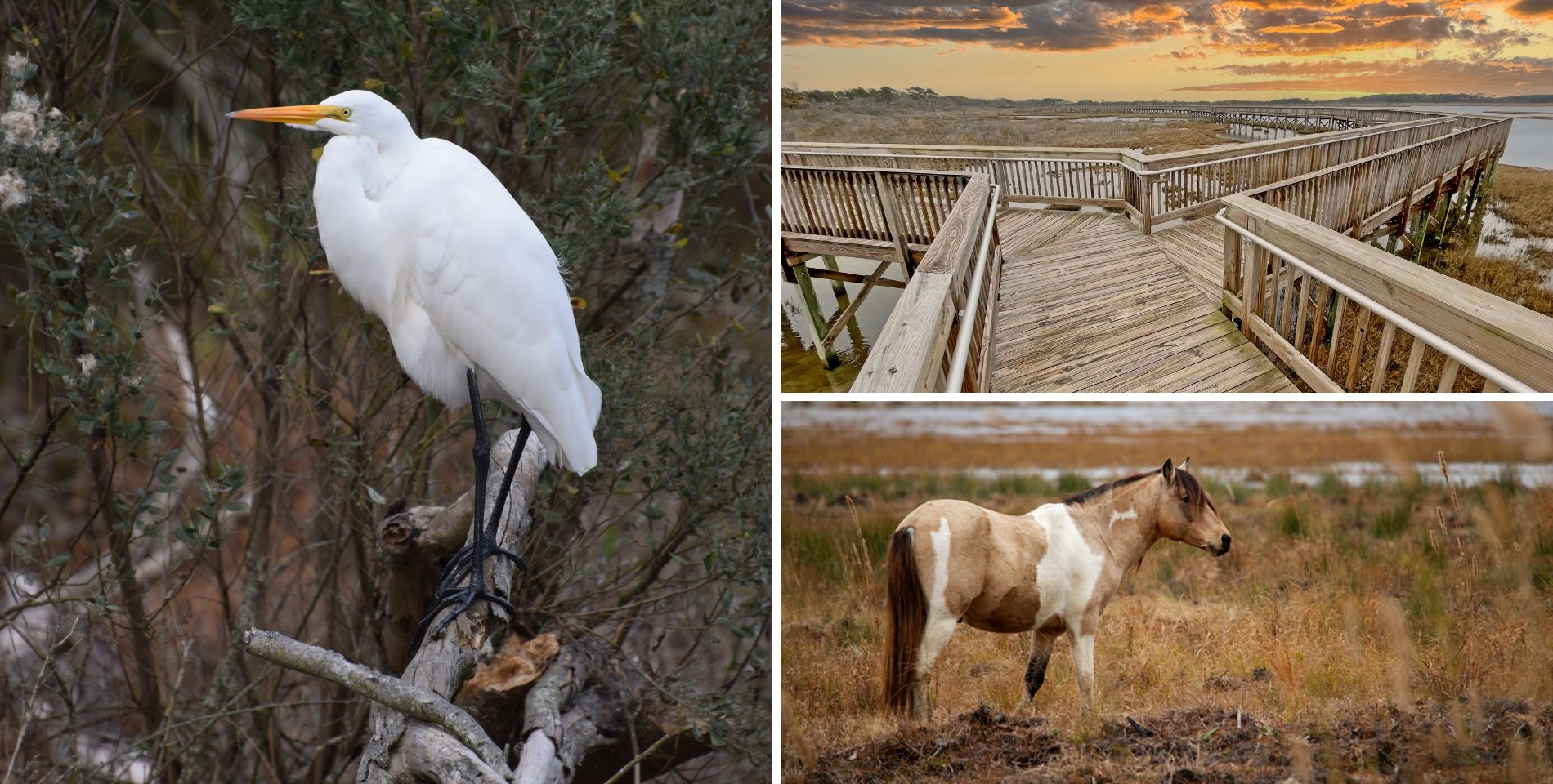 A collage of a boardwalk, horse in grass, and an egret all at Chincoteague National Wildlife Refuge