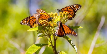 The Great Monarch Butterfly Migration Explained