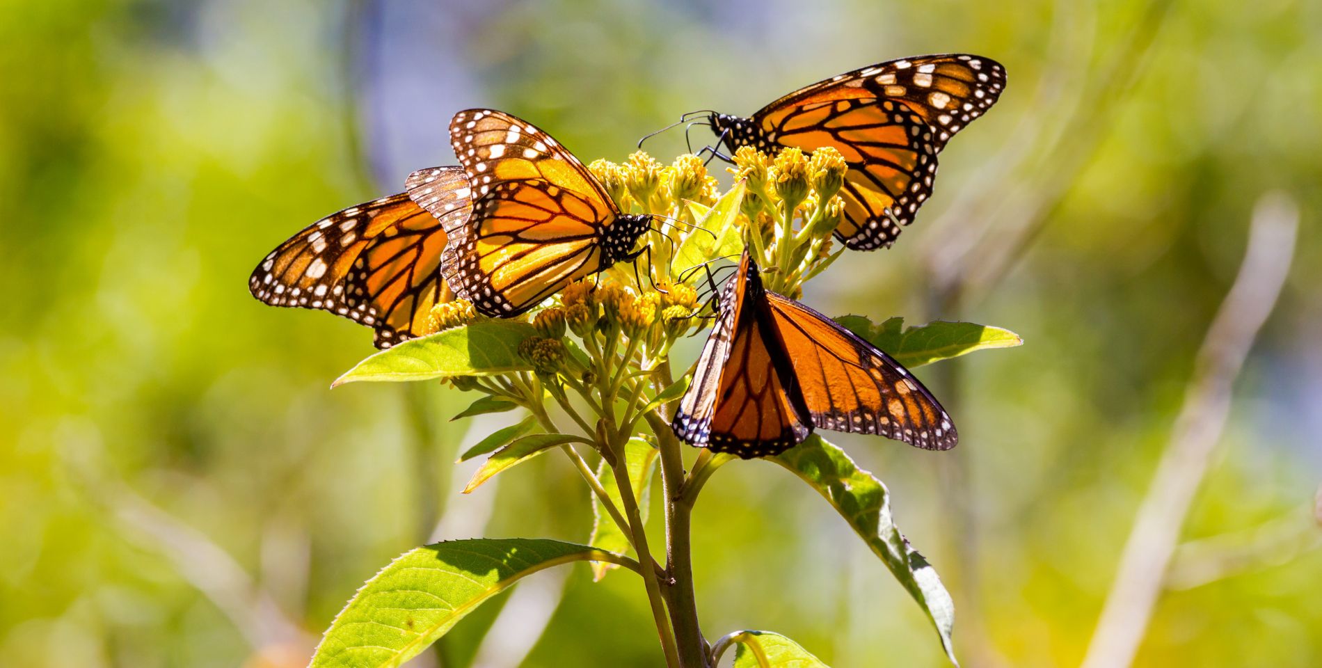A group of four Monarch butterflies on a flower