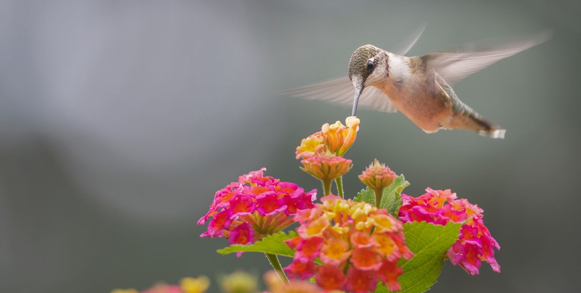 a hummingbird with flowers