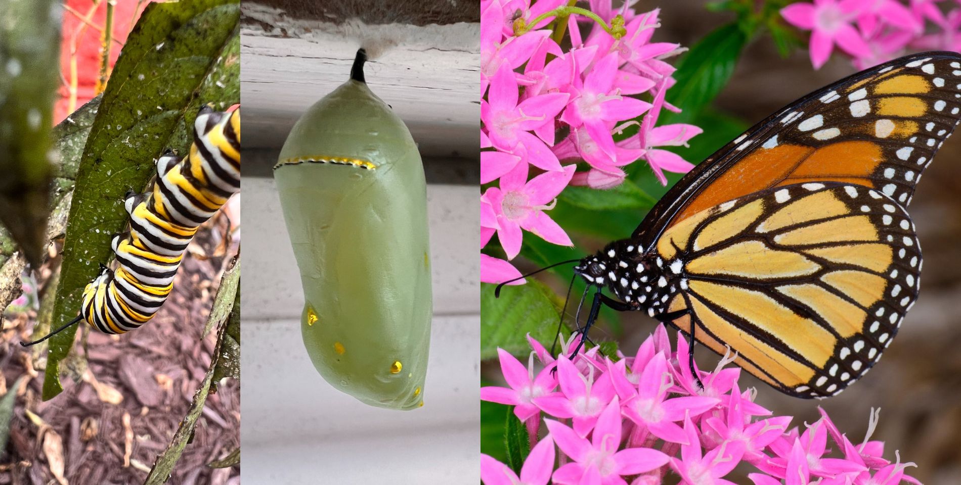A monarch caterpillar, chrysalis, and butterfly from the garden of Bay Haven Inn of Cape Charles