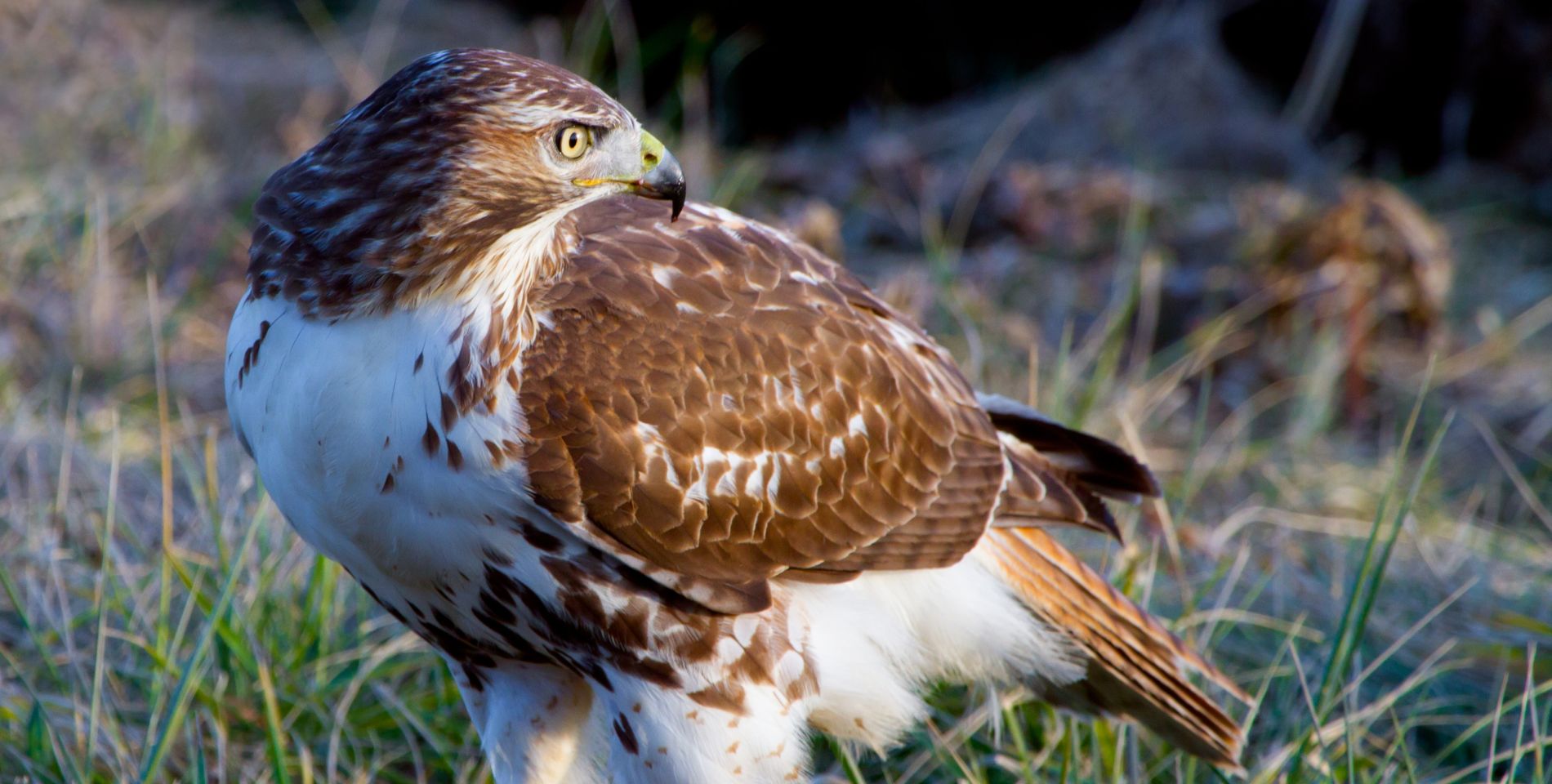 A red-tailed hawk on the ground