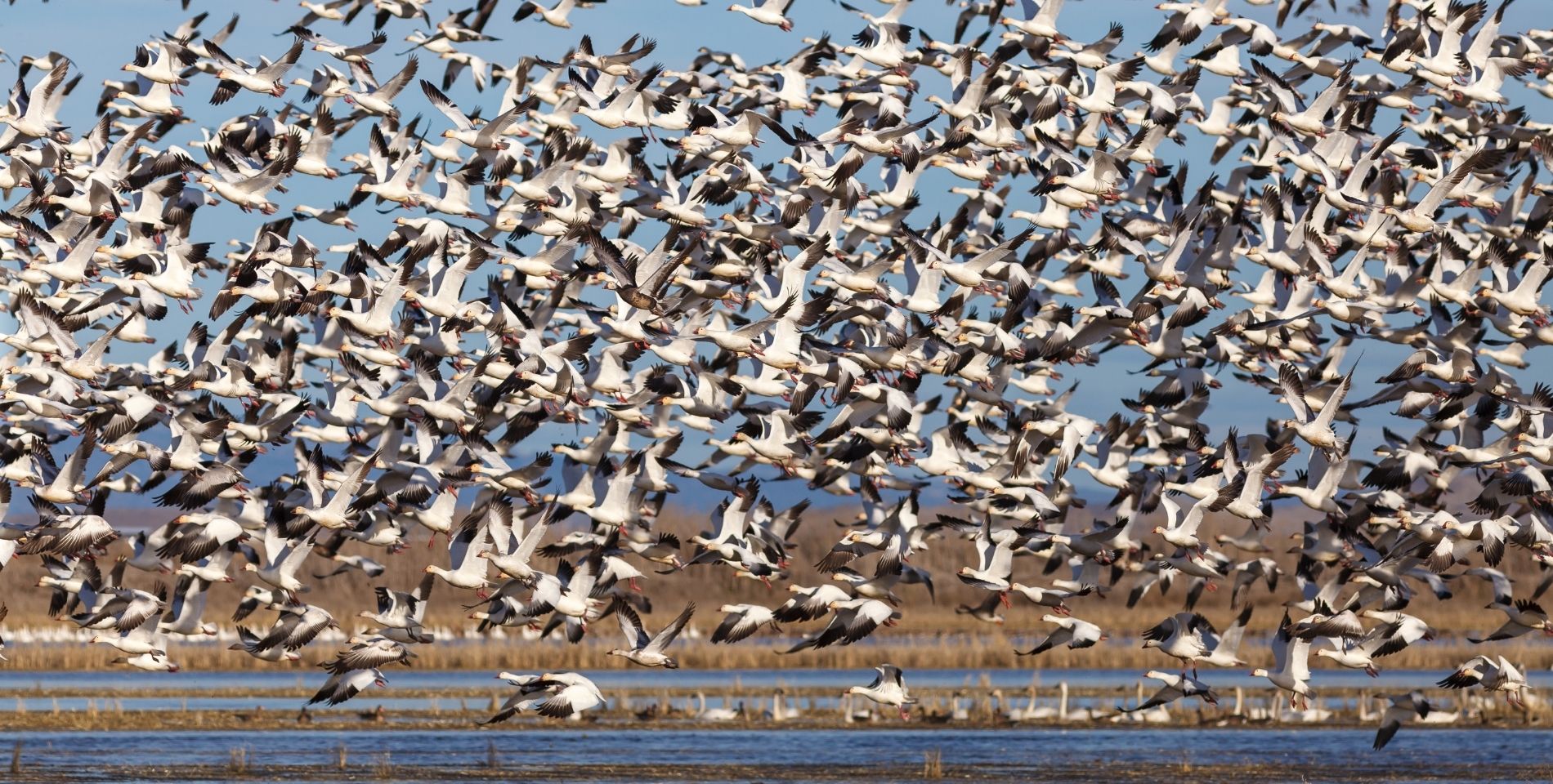 large flock of snow geese flying over swampy area during migration