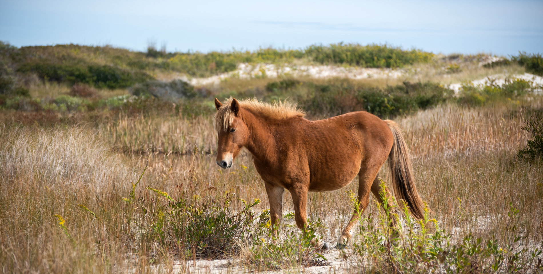 a wild horse on a barrier island trots through sandy grasses