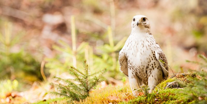 A gyrfalcon on the ground in a forest