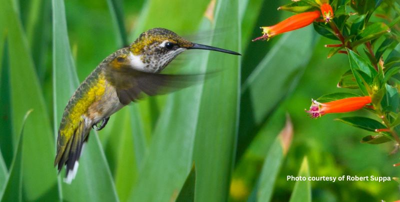 A hummingbird drinking from red flowers. Photo courtesy of Robert Suppa.