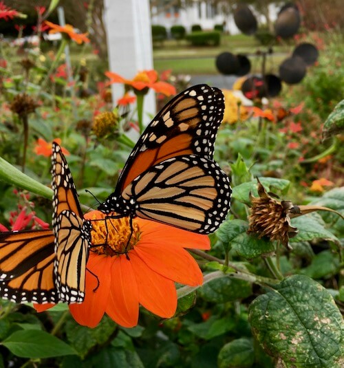 Two monarchs feeding on Mexican Sunflowers