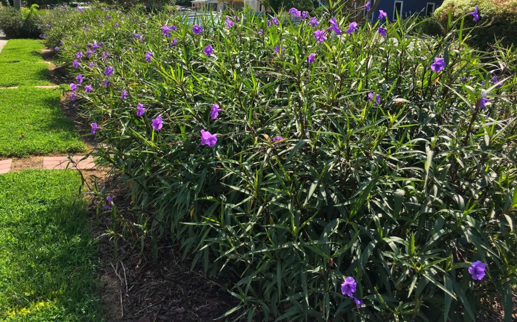 Mexican Petunias