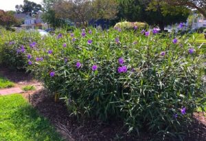 Mexican Petunia bush