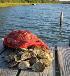 bag of Chesapeake Bay oysters on the pier