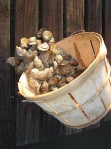 Basket of Chesapeake Bay oysters