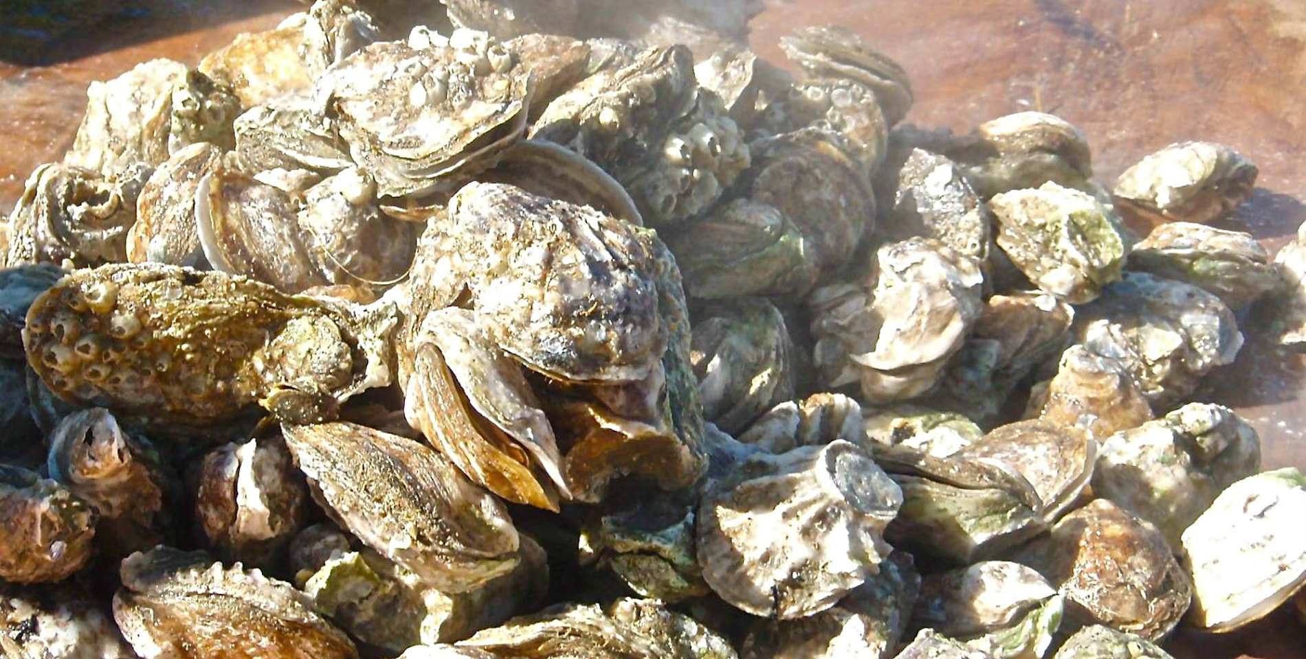 A pile of fresh light gray shelled oysters sit ready to be shucked. 