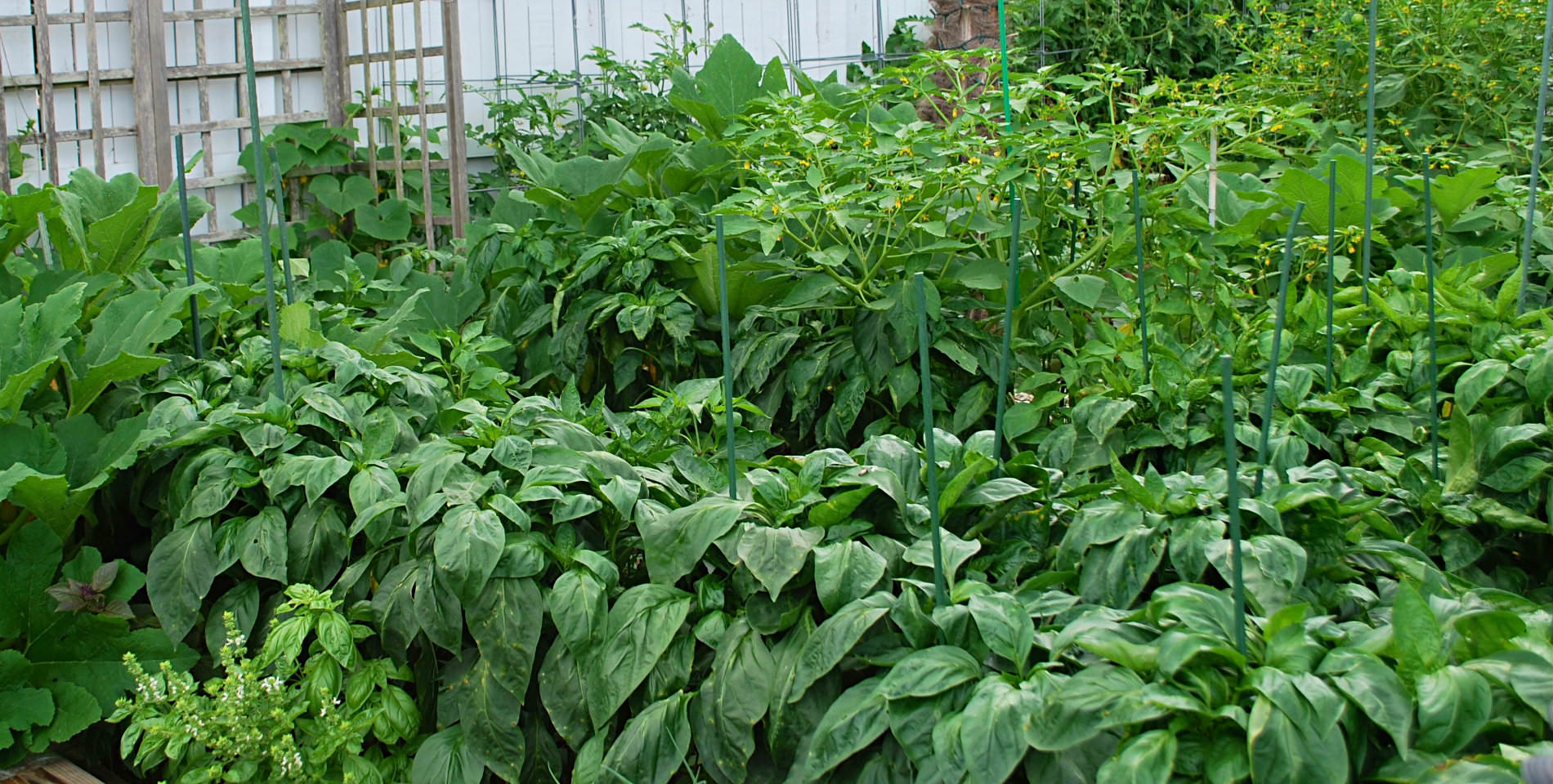A lush green garden area with different kinds of herbs and vegetables near poles and trellis. 