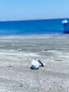 A white shell on Chesapeake Bay sand.