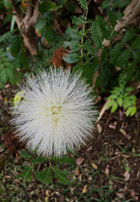 A white flower blooms over the brown mulch in the green garden.