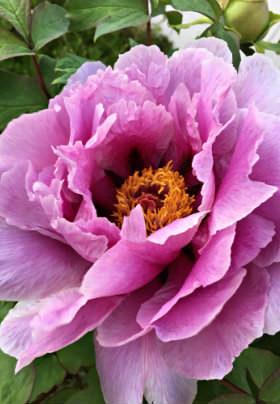 Layers of pink petals of a large flower with large green leaves in the background. 