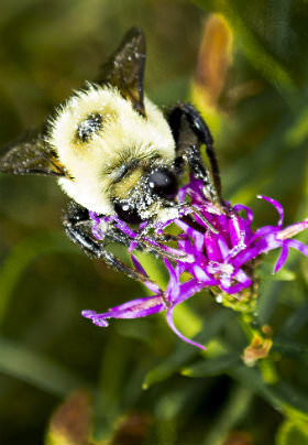 A large yellow and black honeybee visits a purple flower amidst the green foliage of the garden.