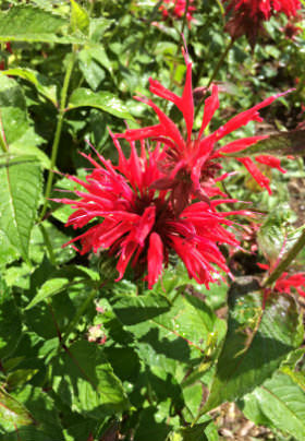 Two blooms of a red flower bask in the sun in the lush, green garden. 