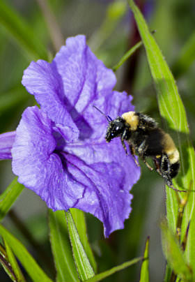 A large, yellow and black honeybeed visits a purple flower amongst green foliage. 