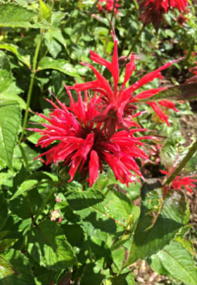 A large, red flower basks in the sun with the lush, green garden behind it. 