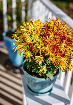 Yellow and red flowers are potted in a light blue pot on a small white table on the porch of the Inn.